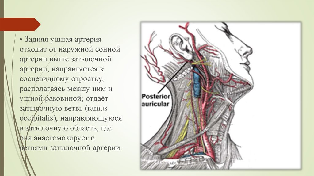 Наружная сонная артерия где. Задняя ушная артерия анатомия. Ушная ветвь затылочной артерии. Задние ветви наружной сонной артерии.