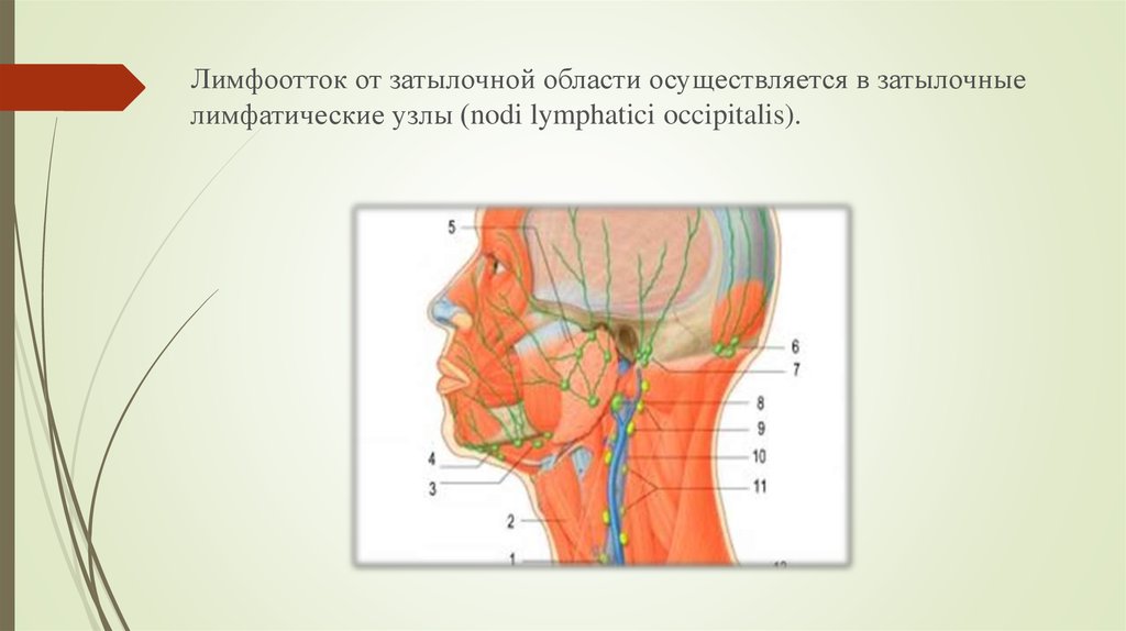 Лимфоузлы затылочные причины. Лимфатические узлы затылочной области. Затылочные лимфатические узлы располагаются. Расположение затылочных лимфоузлов.