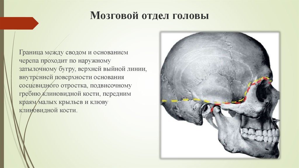 Отдел затылок. Свод и основание мозгового отдела черепа. Кости, образующие свод мозгового черепа. Мозговой отдел черепа анатомия. Граница разделяющая мозговой и лицевой отделы черепа.