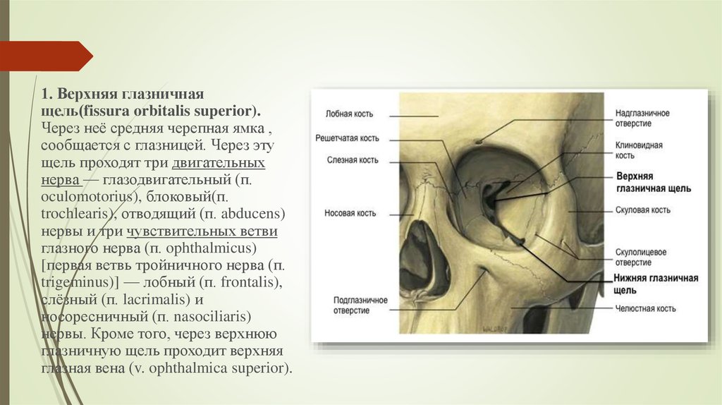 Клыковой ямки. Верхняя глазничная щель (fissura orbitalis Superior). Глазничная перегородка анатомия. Топографическая анатомия верхней глазничной щели. Нижняя глазничная щель соединяет глазницу с.