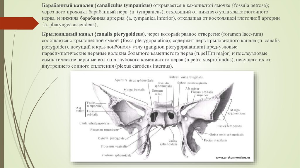 Fossa перевод с латинского. Барабанный каналец canaliculus tympanicus. Мышечно-трубный канал височной кости. Расщелина канала малого Каменистого нерва латынь. Отверстие канала малого Каменистого нерва.