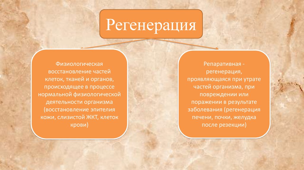 Регенерация кожи. Способы репаративной регенерации. Репаративная регенерация печени. Репаративные процессы в коже. Репаративная регенерация кожи картинки для презентации.