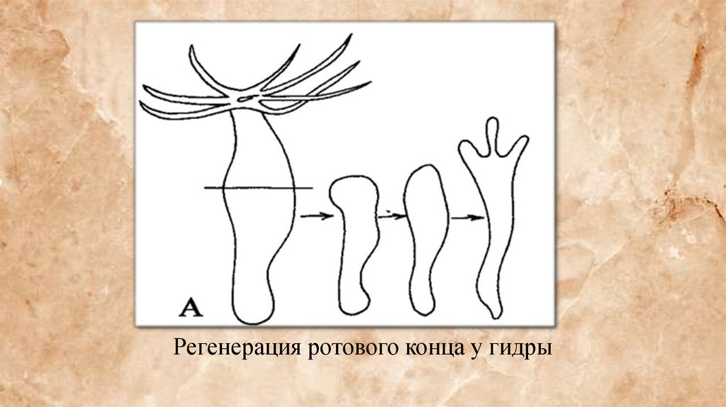 Регенерация гидры. Регенерация ротового конца у гидры. Регенерация рисунок. Регенерация у млекопитающих.