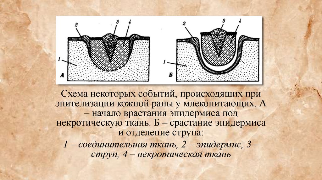 Некоторых событий. Эпителизации кожной раны у млекопитающих. Регенерация у млекопитающих. Процесс эпителизации раны схема. Регенерация срастание тканей кожи.