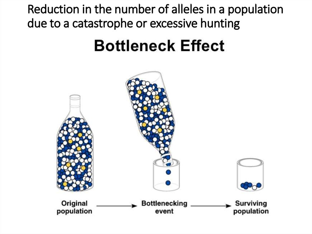 Reduction in the number of alleles in a population due to a catastrophe or excessive hunting
