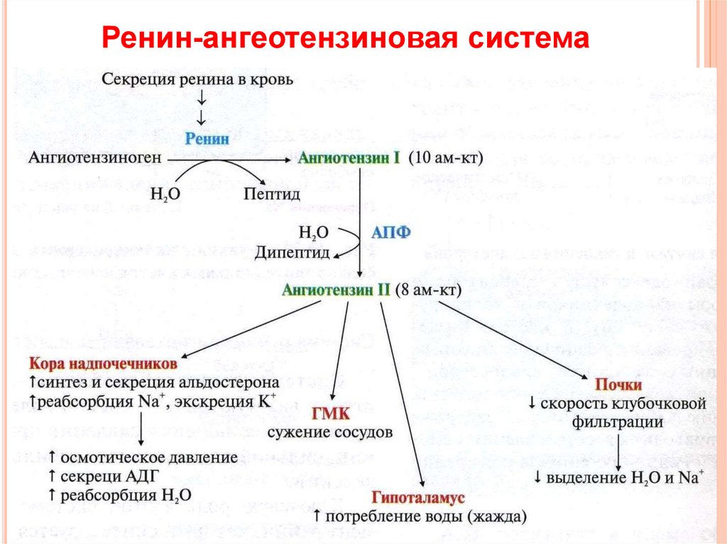 Схема раас биохимия