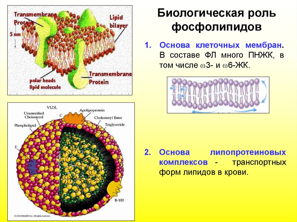 Структура биологии. Мембрана фосфолипиды клеточная фосфолипиды. Строение фосфолипидов клеточных мембран. Фосфолипиды клеточной мембраны состав. Транспортная функция мембраны клетки.
