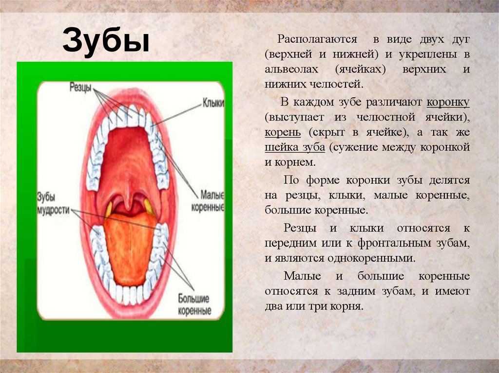 Альвеола ротовая полость. Функции зубов в ротовой полости.