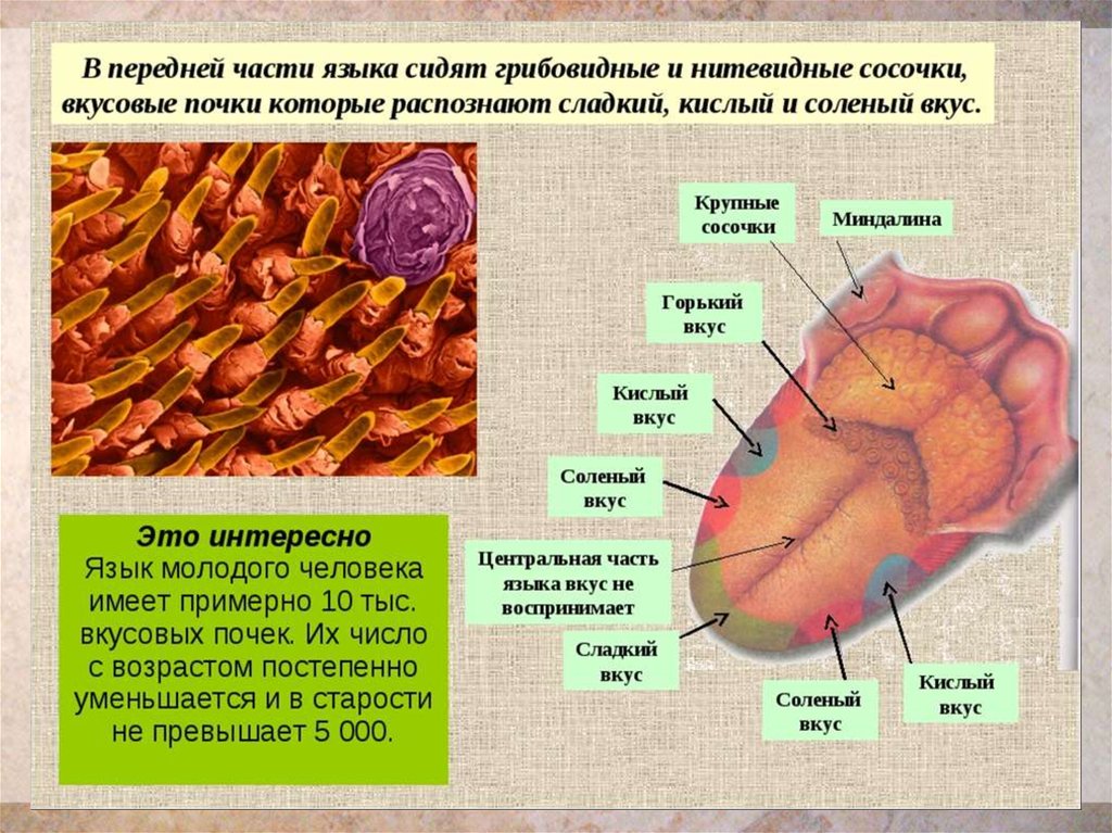 Какой цифрой на рисунке обозначен участок языка в котором расположены вкусовые почки