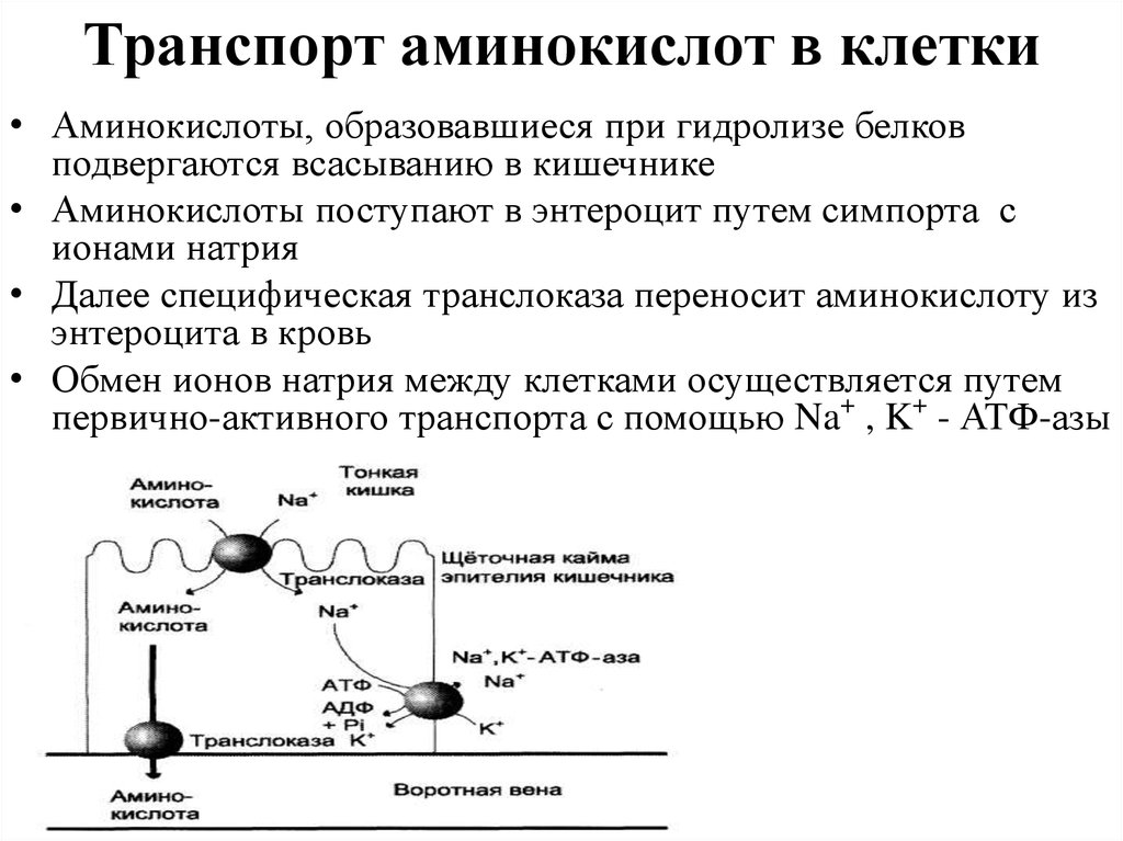 Общая схема источников и путей утилизации аминокислот в тканях