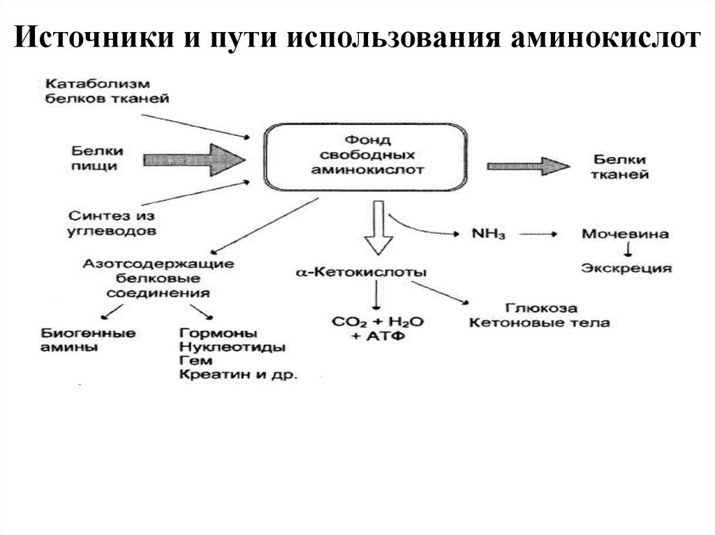 Путем использование. Источники и пути расходования аминокислот. Схема использования аминокислот в клетке. Пути использования аминокислот в организме биохимия. Схема источники и пути использования аминокислот.