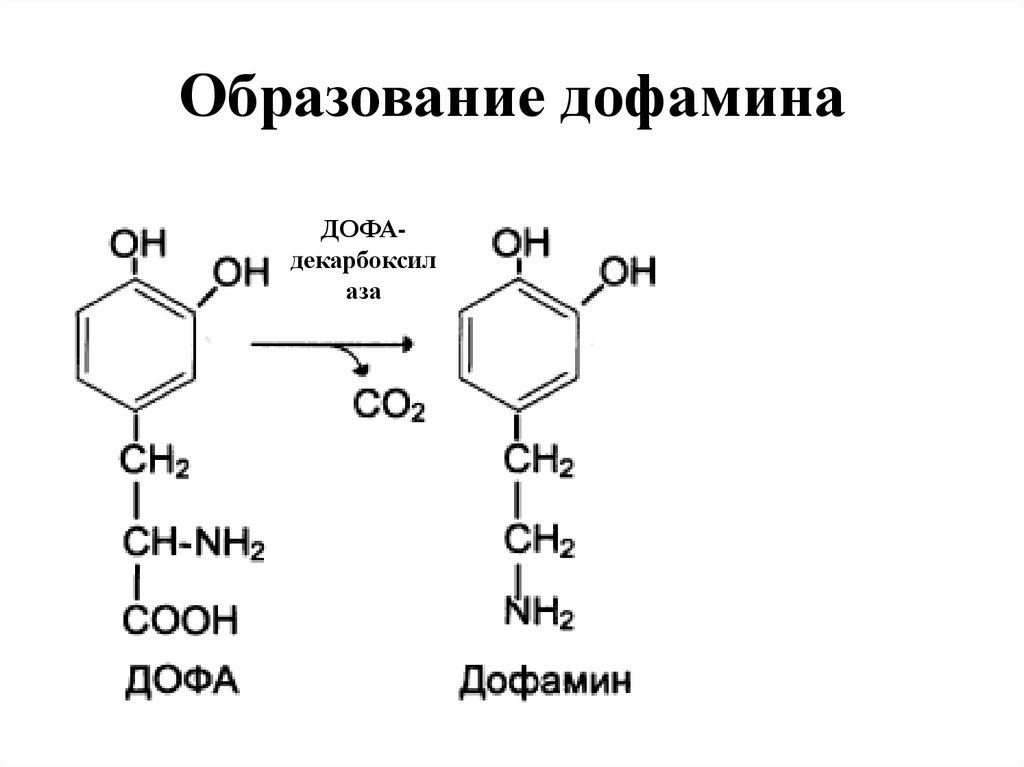 Схема синтеза дофамина