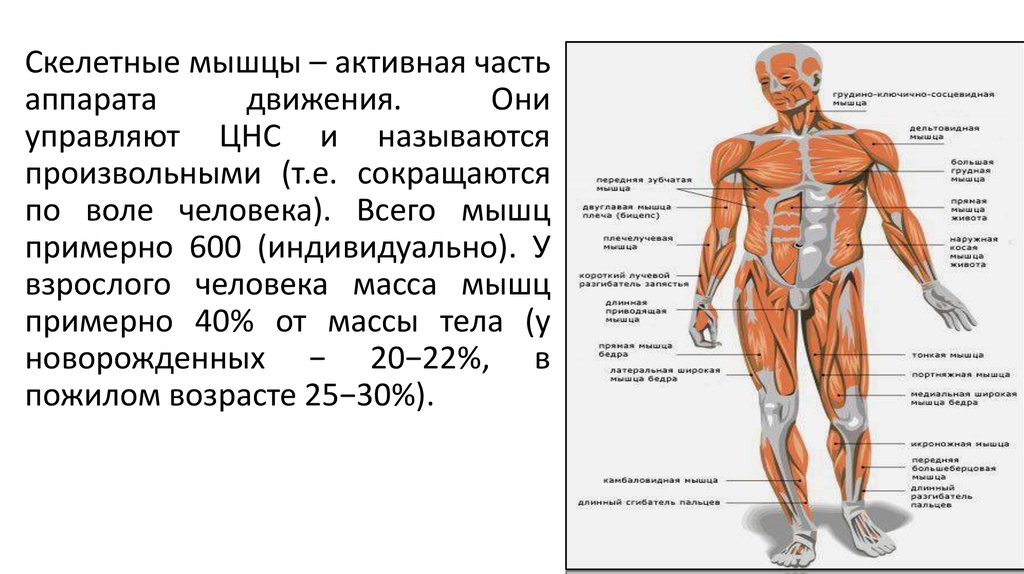 Автономная нервная система регулирует работу скелетных мышц