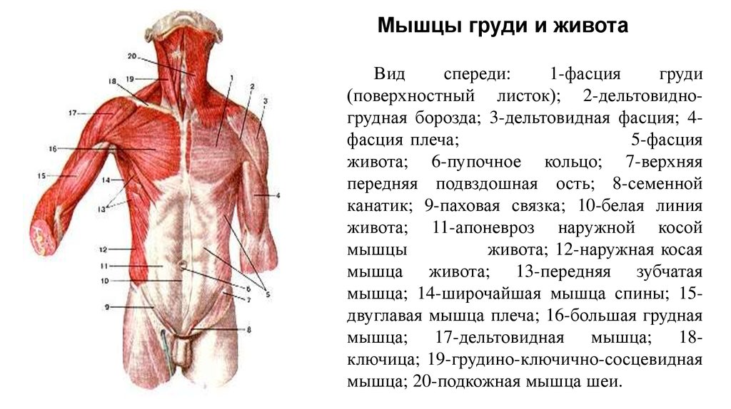 1 мышцы. Мышцы туловища спереди обозначения. Мышцы живота спереди. Мышцы живота поверхностный слой вид спереди. Мышцы живота анатомия вид сзади.