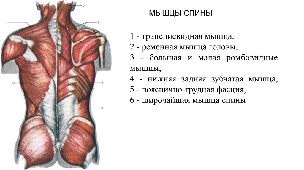 Мышцы спины и ребра. Широчайшая мышца спины анатомия вид сбоку. Мышцы разгибатели спины анатомия. Мышцы спины 2 слой. Трапециевидная мышца широчайшая мышца ромбовидные мышцы.