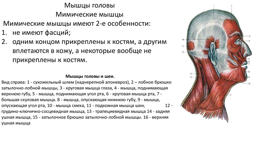 Имеет мышцы. Мимические мышцы головы. Мышцы головы мимические мышцы. Мимические мышцы голов. Мимические мышцы прикрепляются.