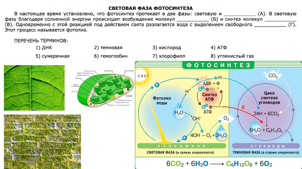 Место световой фазы. Схема фотосинтеза ЕГЭ биология. Световая фаза фотосинтеза схема ЕГЭ.