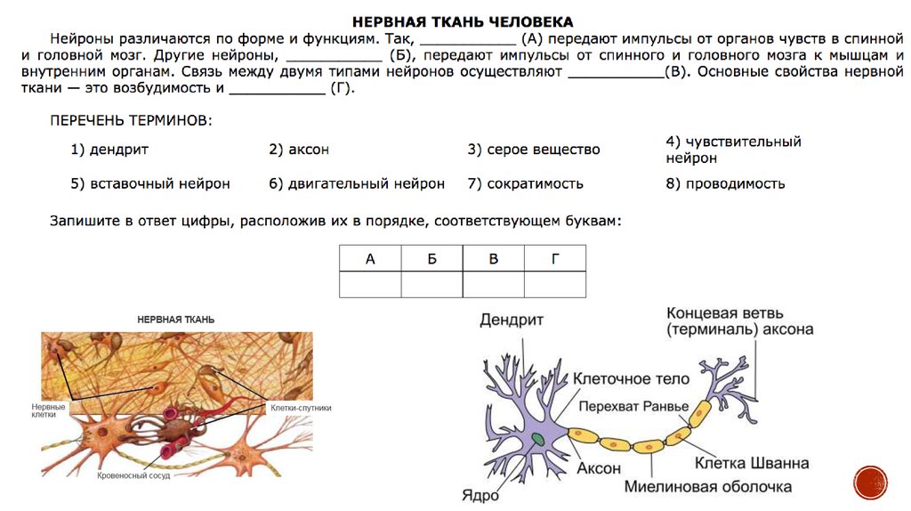 Общее свойство живых систем нервной системы. Таблица ткани животных ЕГЭ по биологии. Строение нервной ткани таблица. Строение нервной ткани животных.