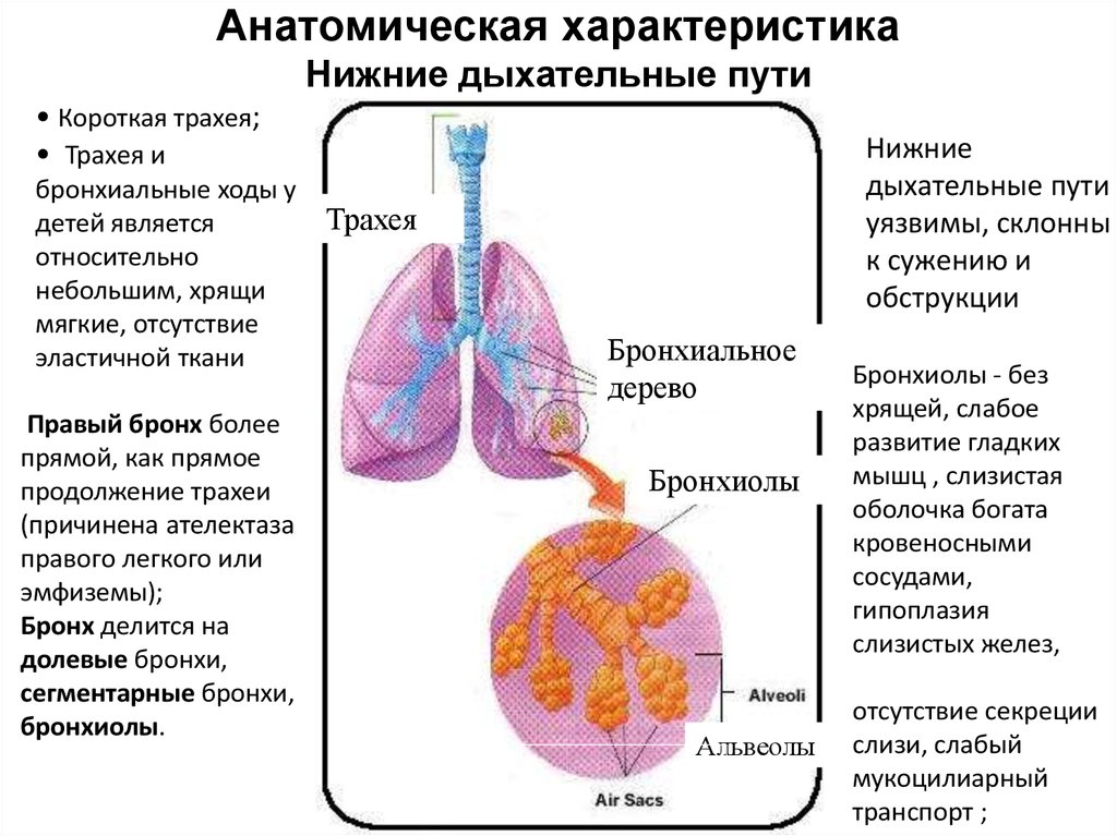 Содержит бронхи и бронхиолы. Нижние дыхательные пути. Нижние дыхательные пути бронхиолы. Трахея бронхи бронхиолы. Альвеолы Верхние или нижние дыхательные пути\.