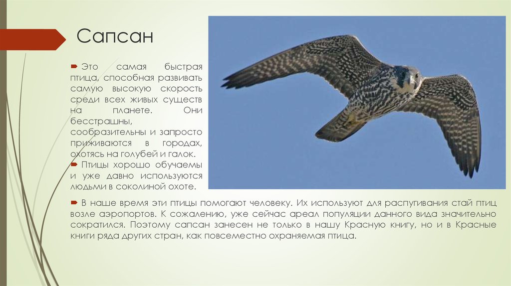 Животные красной книги пермского. Птицы Пермского края занесенные в красную книгу. Животное Пермского края занесенные в красную книгу. Животные красной книги Пермского края. Животное из красной книги Пермского края.