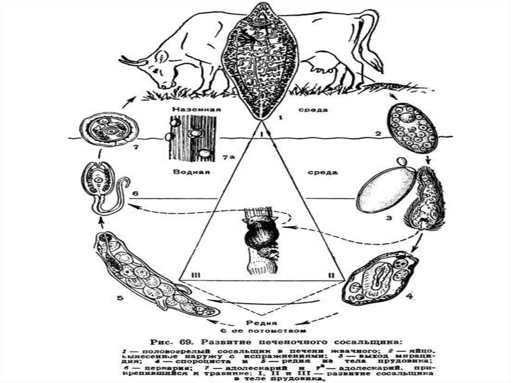 Цикл развития трихины кратко схема