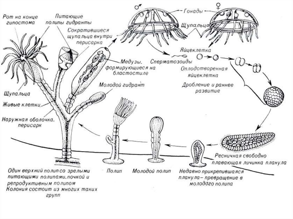 Стадия жизненного цикла медузы