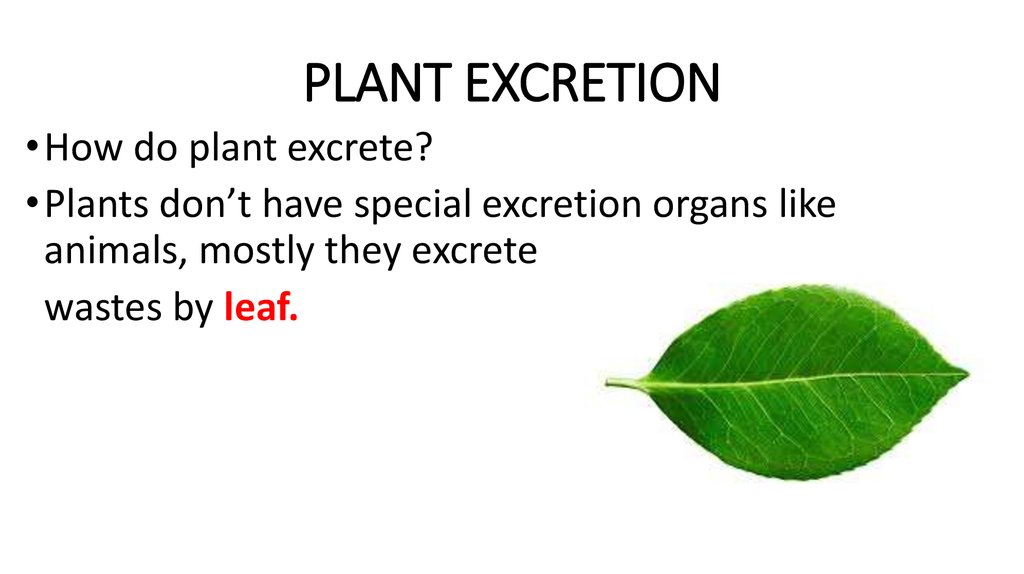 excretion in plants