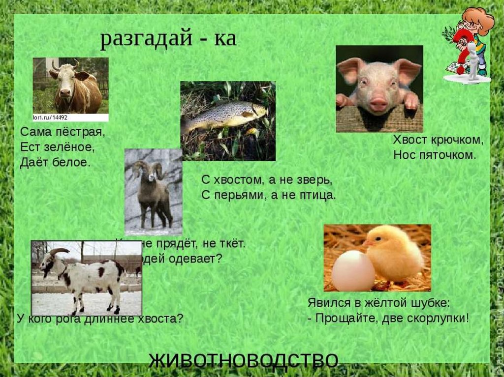 Тест на тему животноводство 3 класс окружающий. Животноводство в нашем крае. Презентация по животноводству. Загадки на тему животноводство. Загадки на тему скотоводство.