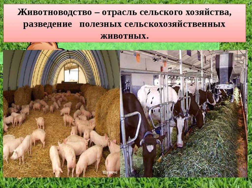 Сельхоз животных ставропольский край