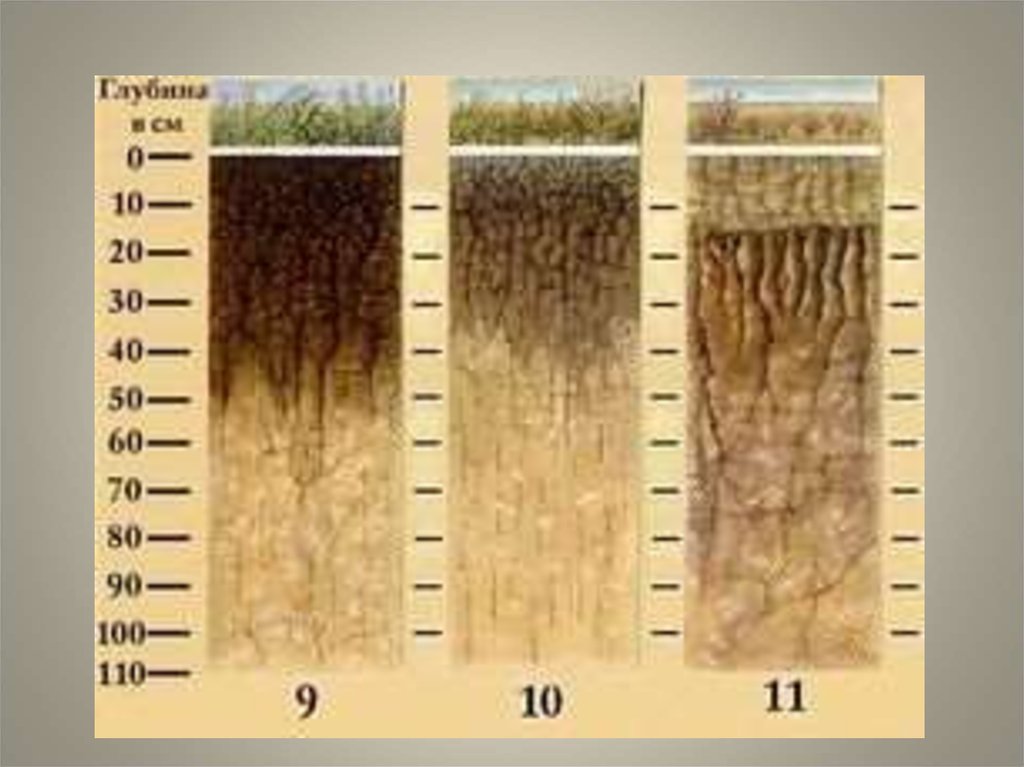 Каштановая где находится. Почвенный профиль каштановых почв. Гумусовый слой каштановых почв. Лугово каштановые почвы России. Почвенный Горизонт каштановых почв.