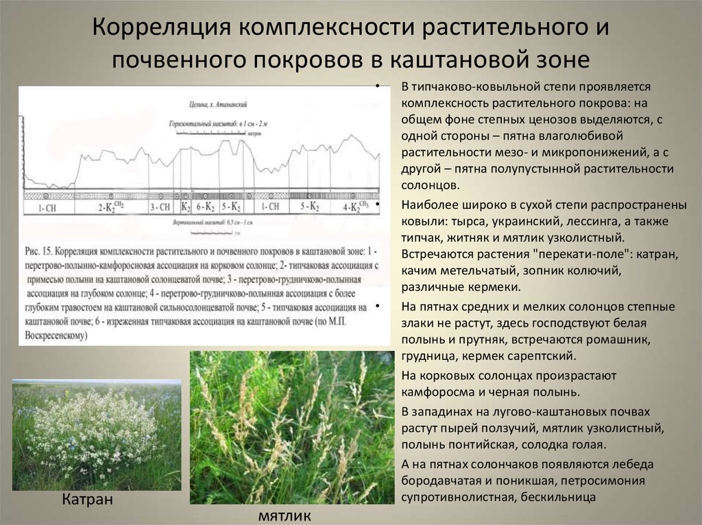 Растительный покров это почва