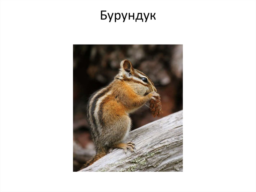 Бурундук