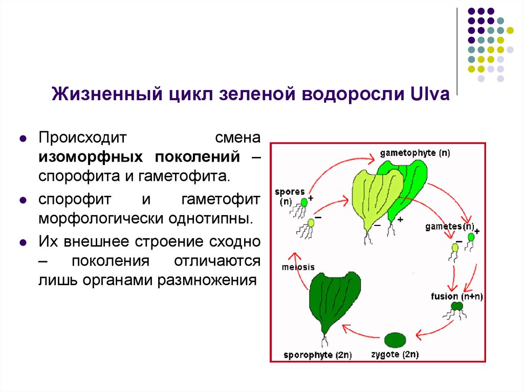 Жизненный цикл ульвы схема. Цикл развития зеленых водорослей. Жизненный цикл водорослей схема.
