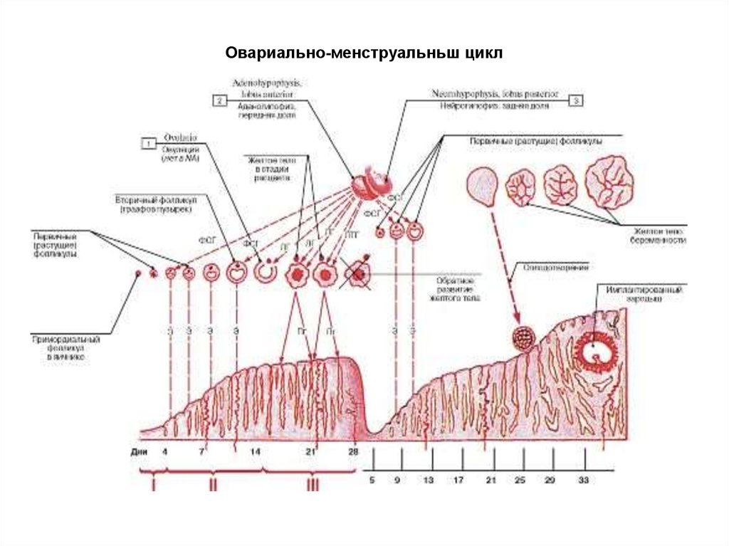 На протяжении всего цикла. Овариально менструальный цикл схема. Фазы менструационного цикла гистология. Овариально-менструационный цикл схема. Схема овариально менструационного цикла гистология.