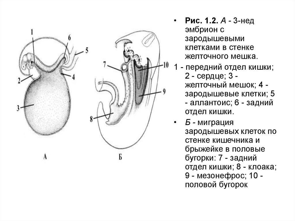 Зародыш женского пола. Желточный мешок схема у рыб. Редукция желточного мешка это. Эмбрион и желточный мешок. Эмбрион с желточным мешочком.