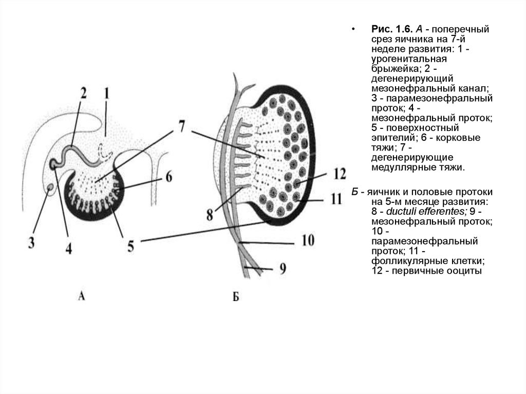 Брыжейка яичника. Мезонефрального протока. Мезонефральный проток гистология. Мезонефральный Вольфов проток. Парамезонефральный канал.
