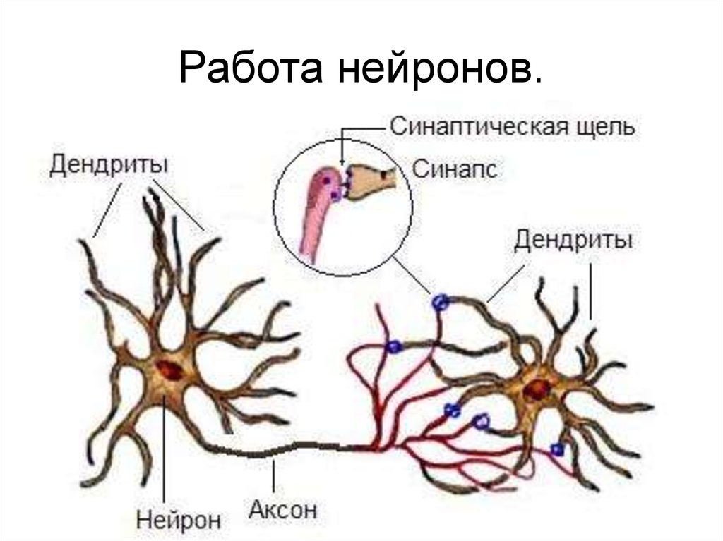 Аксон фото нейрон