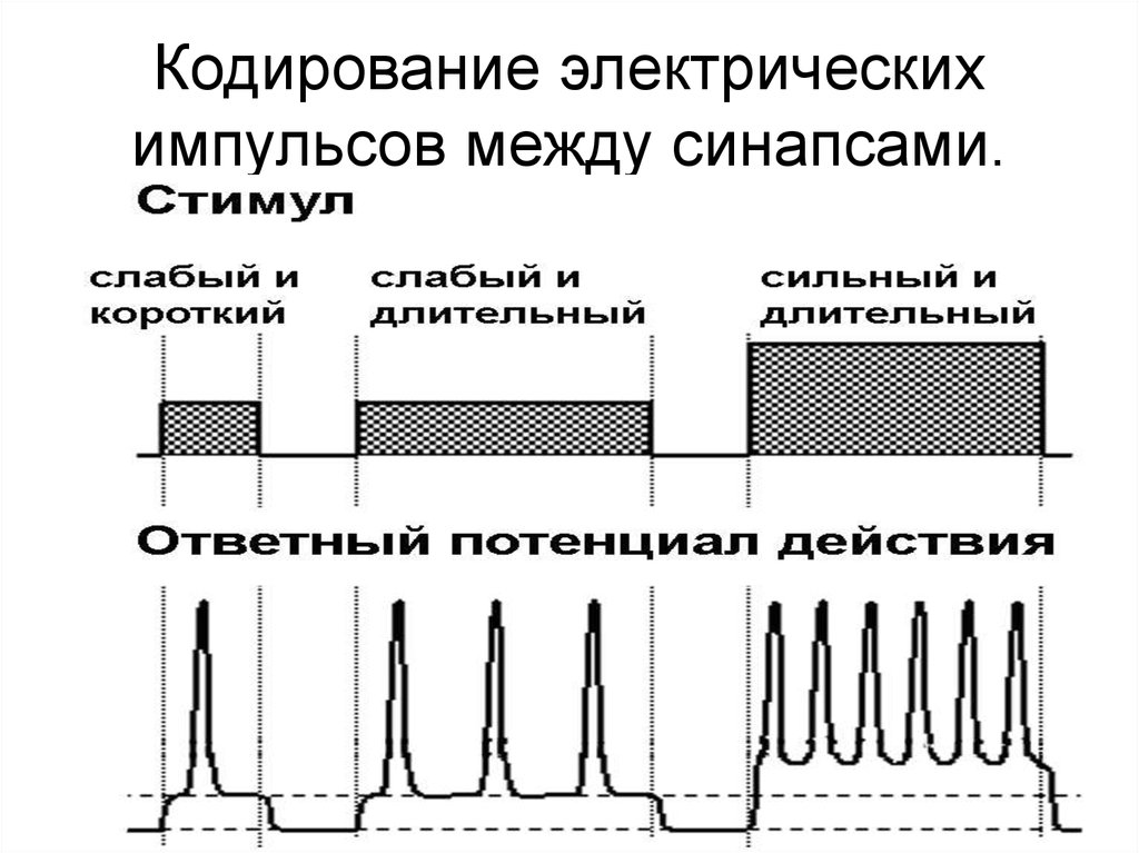 Время между импульсами. Кодирование импульсов это. Устройства формирования электрических импульсов,. Кодирование информации в электрический Импульс это. Электрический Импульс.