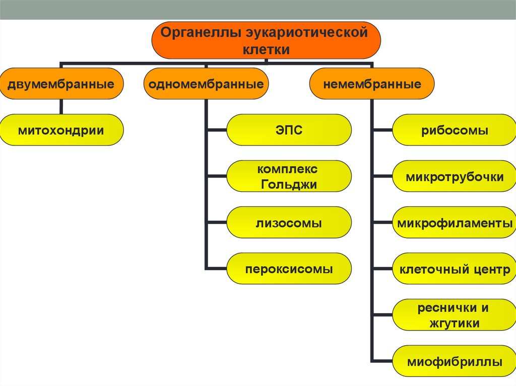 Какие немембранные органоиды могут связываться с эпс. Немембранные органоиды клетки таблица. Немембранные органеллы эукариотической клетки. Мембранные и немембранные органоиды. Немембранные органоиды рисунок.