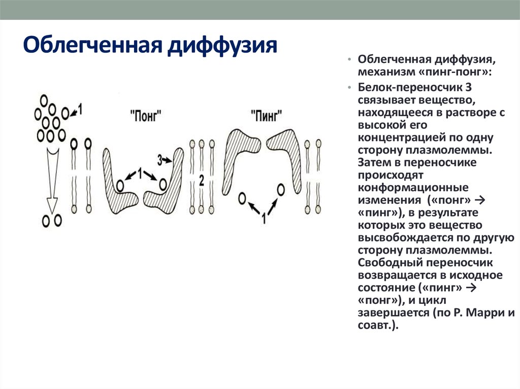 Облегченная диффузия. Облегчённая диффузия механизм. Функция облегченной диффузии. Облегченная диффузия, модель «пинг-понг».