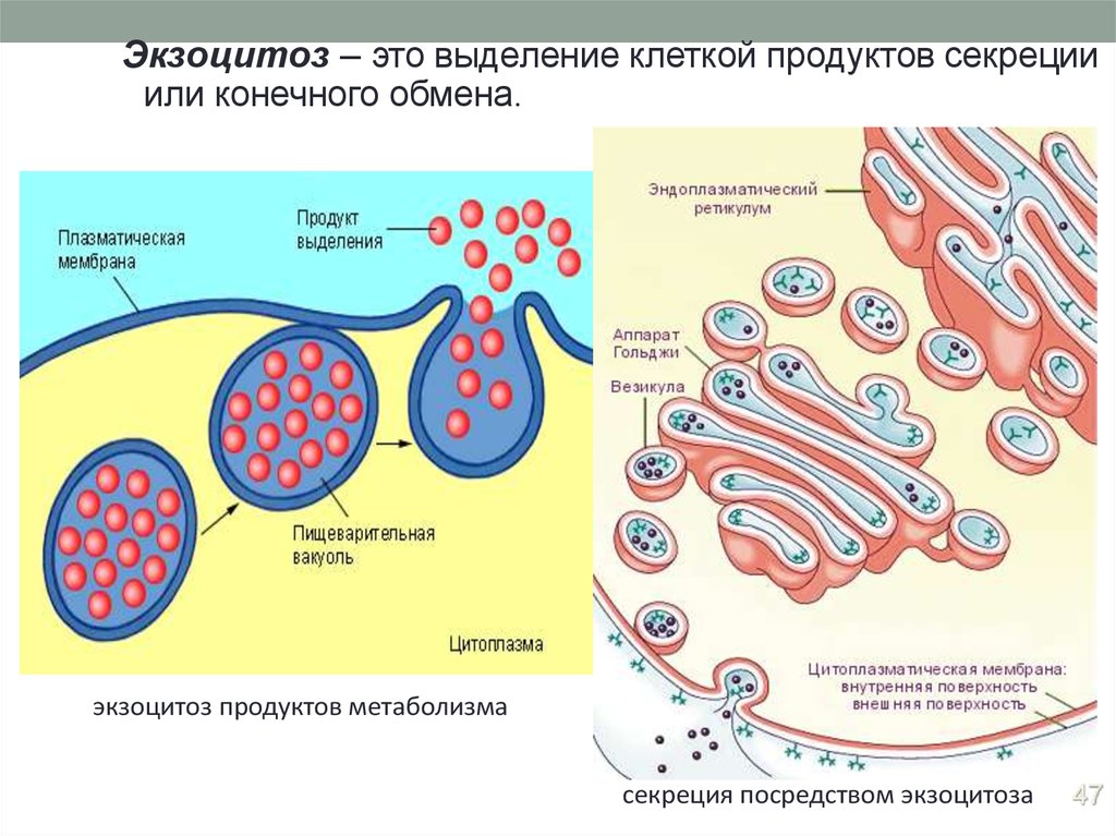 Экзоцитоз осуществляется. Экзоцитоз это физиология. Экзоцитоз (механизм, примеры).. Везикулярный экзоцитоз. Экзоцитоз клеточная мембрана.