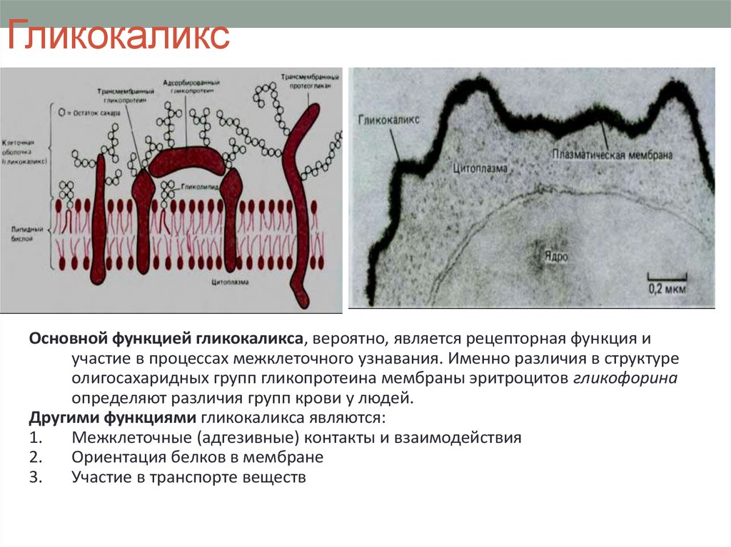 Плазматическая мембрана содержит гликокаликс