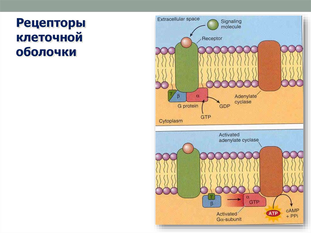 Рецепторы клетки. Белки рецепторы клеточной мембраны. Рецепторы на мембране клетки. Рецепторы клеточной оболочки. Белок Рецептор клеточной мембраны.