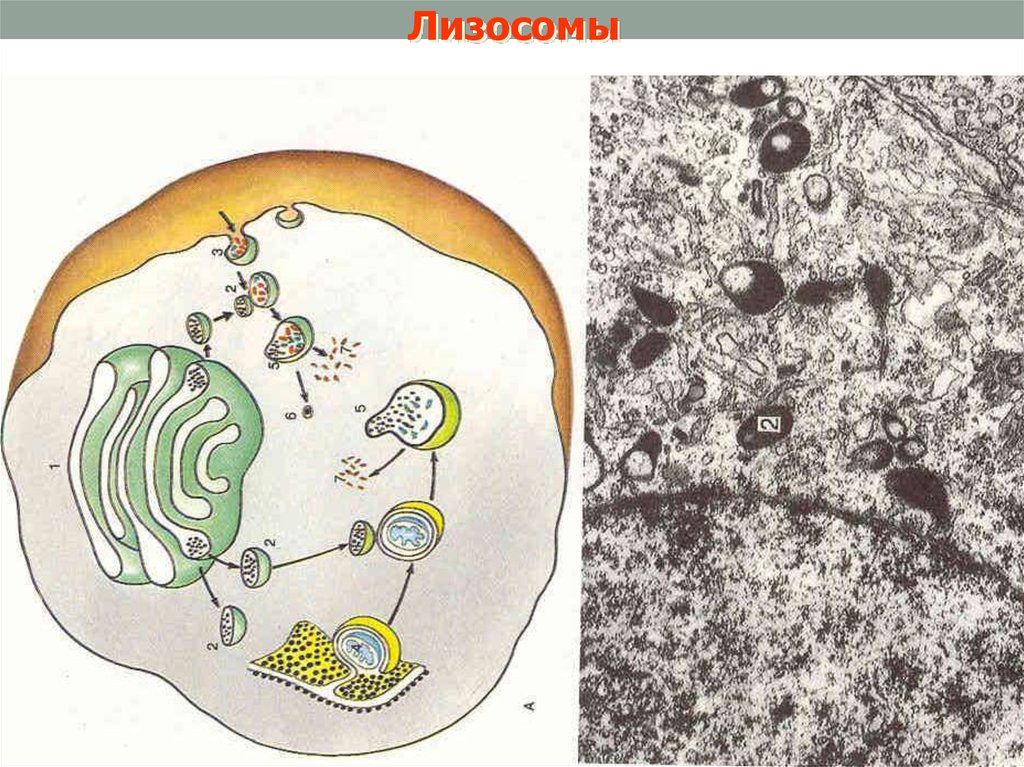 Рисунок лизосом клетки. Лизосома. Лизосомы рисунок. Лизосомы строение. Рисунок лизосомы клетки.