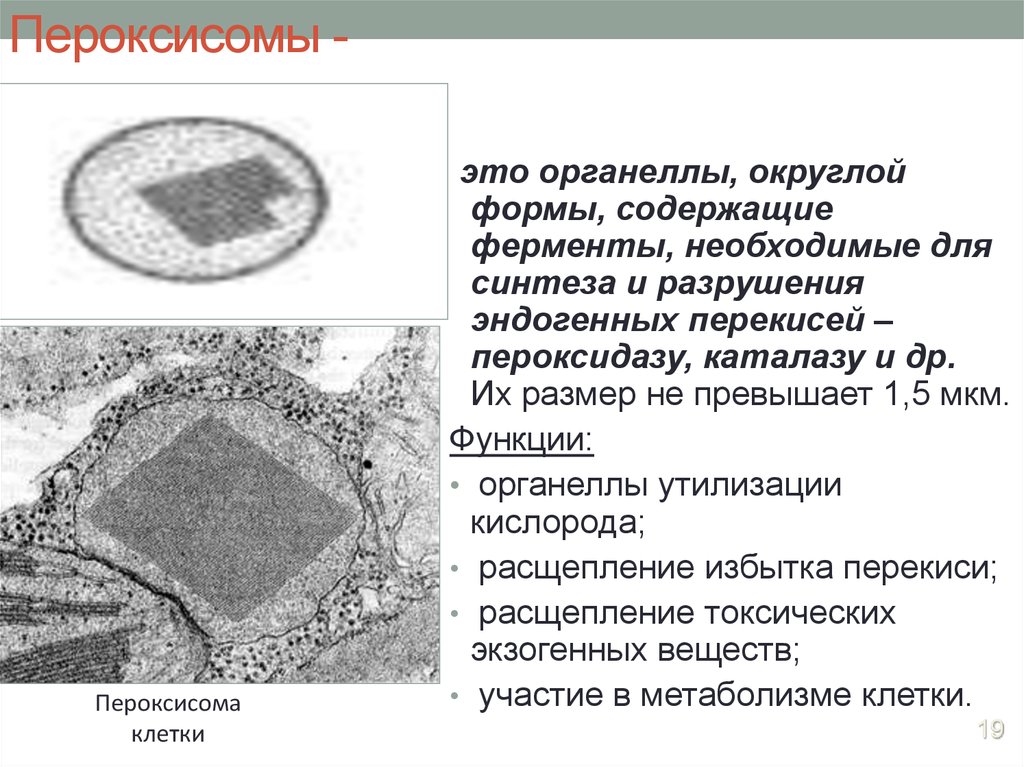 Органоиды клетки содержащие ферменты. Пероксисомы гистология. Строение и функции пероксисом. Строение клетки пероксисомы. Пероксисомы строение и функции.