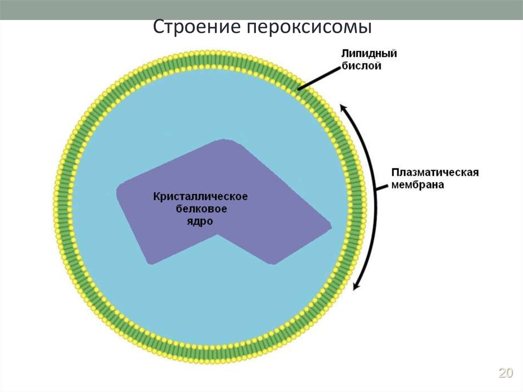 Владение строение. Пероксисома органелла. Пероксисома строение. Пероксисомы строение. Пероксисома строение и функции.