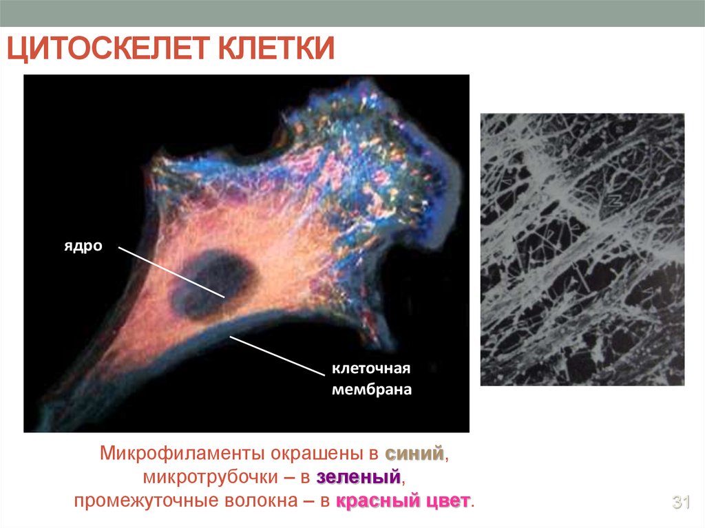 Цитоскелет на рисунке клетки. Цитоскелет гистология. Микрофиламенты цитоскелета. Строение цитоскелета клетки. Эукариотическая клетка цитоскелет.