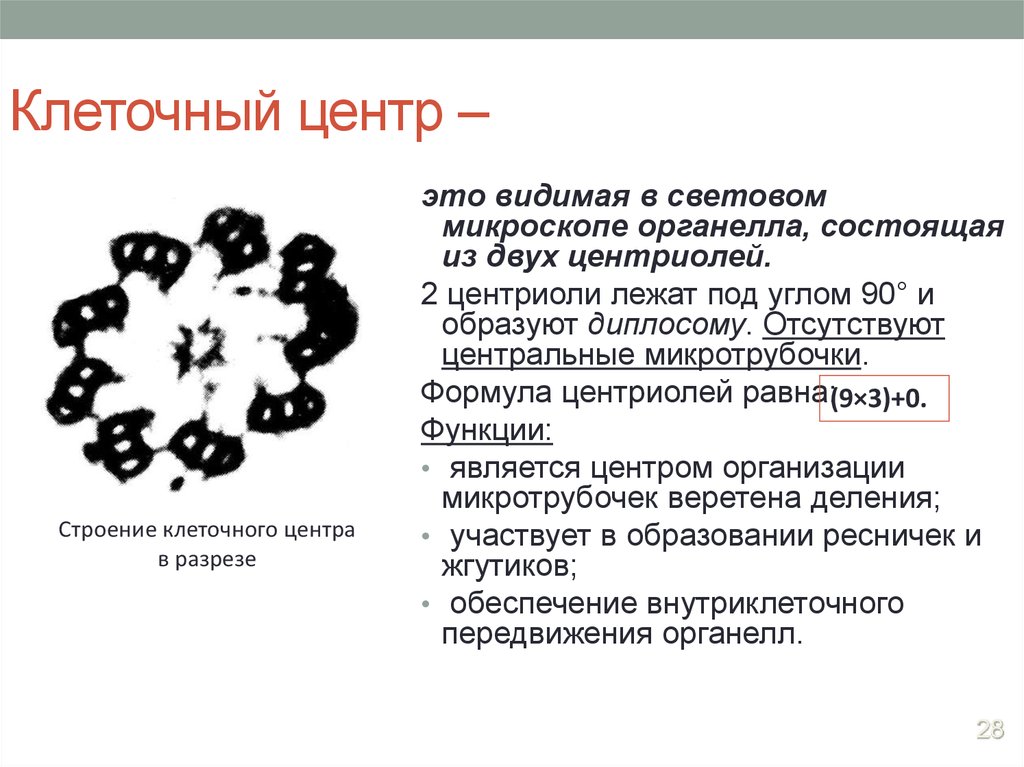 Участвует в образовании клеточной. Клеточный центр под световым микроскопом. Центральные микротрубочки. Формула клеточного центра. Формула центриоли.