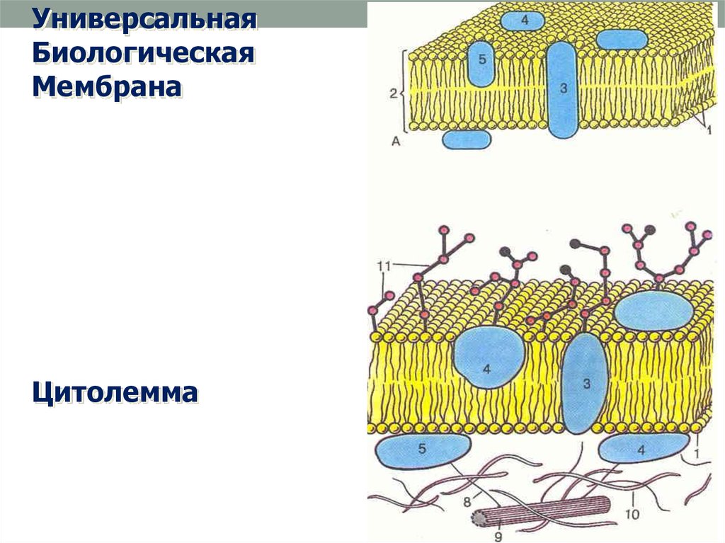 Структурно функциональная организация клеток