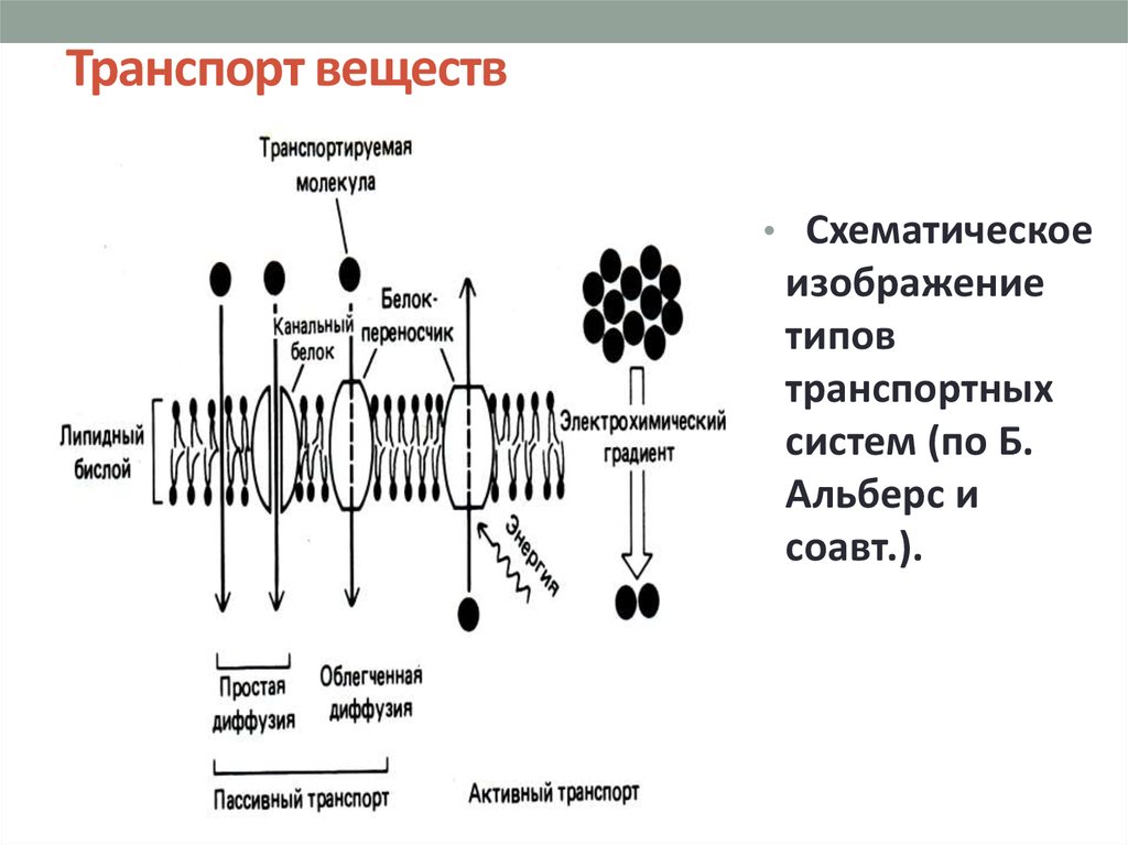 Транспорт веществ класс